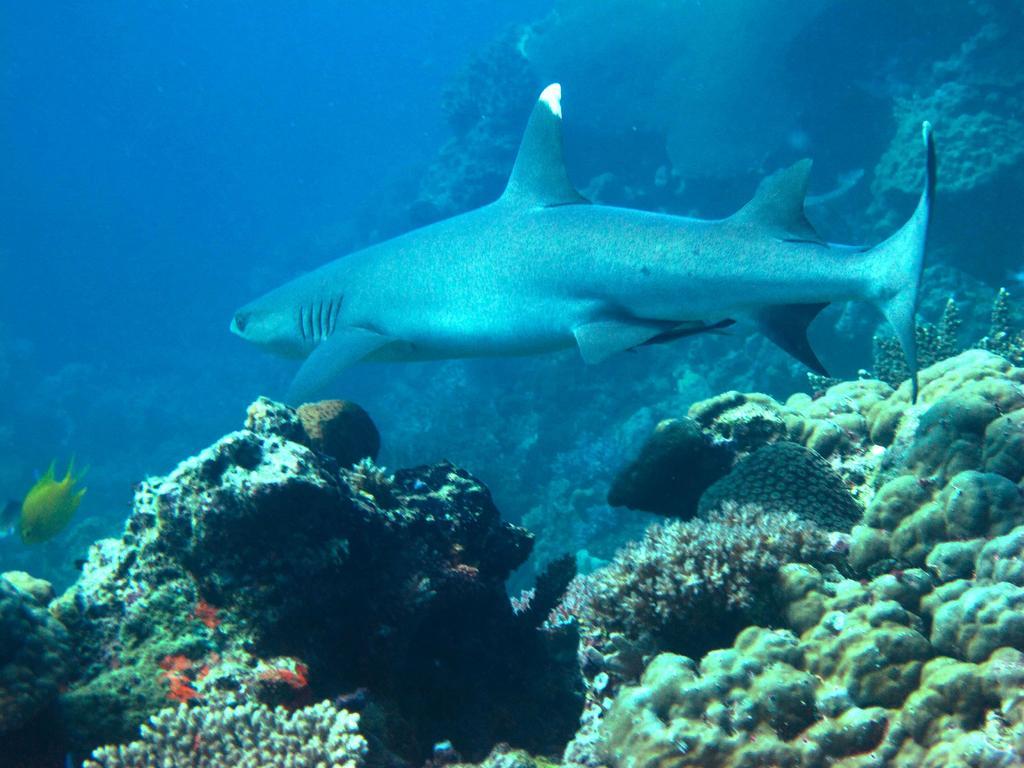 Mantaray Island Resort Nanuya Balavu Island Eksteriør billede