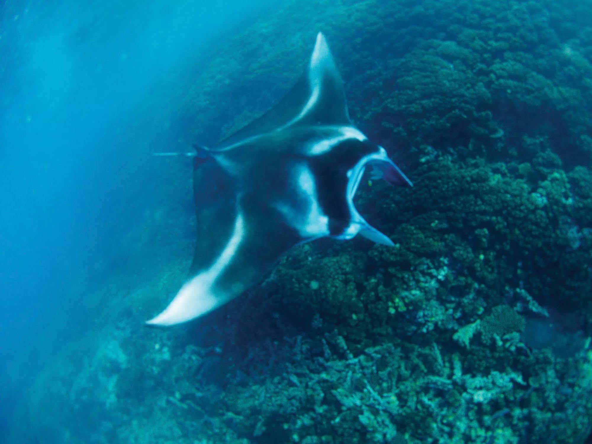 Mantaray Island Resort Nanuya Balavu Island Eksteriør billede